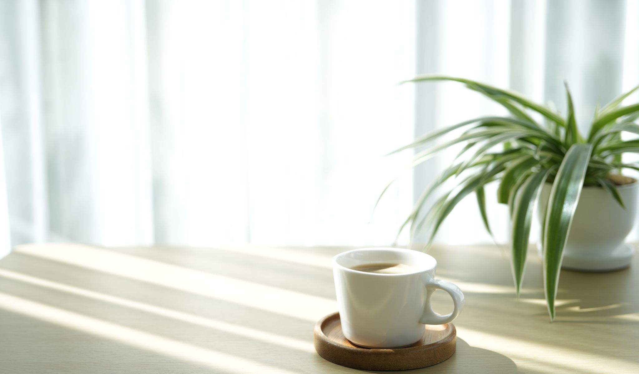 A white coffee cup on a wooden coaster sits beside a potted plant on a sunlit table.