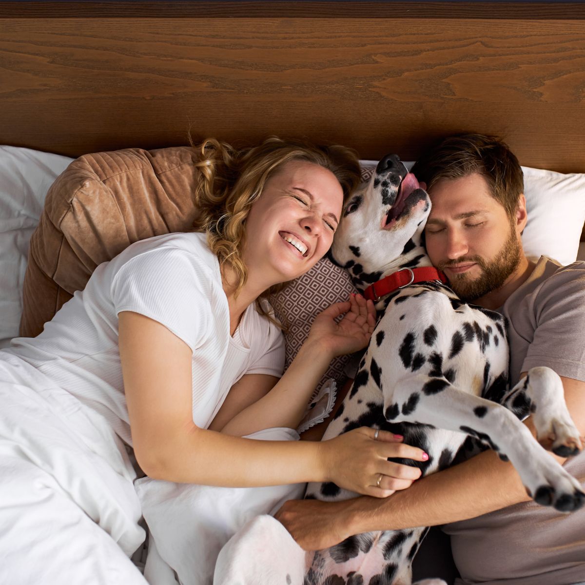 A happy couple lies in bed cuddling a playful Dalmatian dog between them.